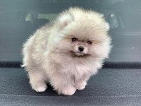 %100 Orjinal Ayı Surat Pomeranian Yavruları