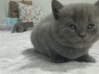 Safkan a kalite kül renkli hürrem kız 1.5 aylık british shorthair