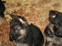 Alman Çoban Köpeği Yavruları