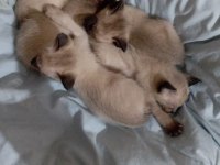 Siyam Kedisi Yavruları