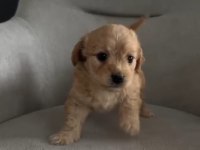 Maltipoo köpeğimiz luna için yuva arıyoruz