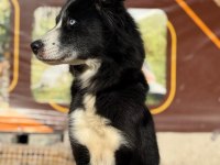 3 yaşında dişi border collie (kısır değil)