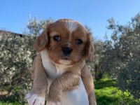 Cavalier King Charles Ruby
