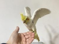 Yavru Sultan Papağanı Yeme Düşmüş