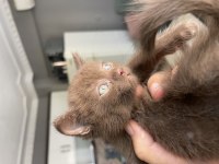 Scottish Ve British Yavrular