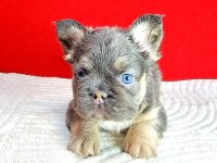 Tr deki en yeni ve üst french bulldoglar