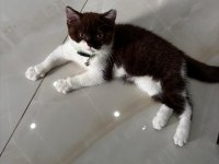 2.5 aylık maskeli british kedimiz