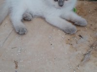 Ruhsatlı İşletmeden Scottish Ve British