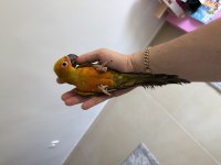 Güneş Konur Papağanı Oyun Hamuru 7 Aylık