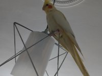 Eşli Sultan Papağanı