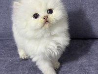 British longhair sıcak kanlı yavrumuz
