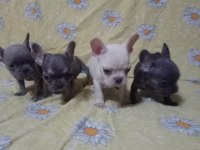 Egzotik French Bulldog Köpeğimiz
