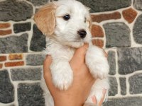 Sevimli terrier yavruları yuvalarını arıyor