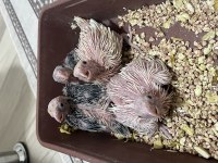 Sahibinden Evcil Sultan Papağanlar