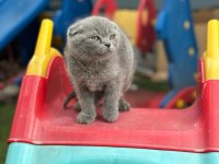 Koca Kafa Scottish Fold Yavrumuz