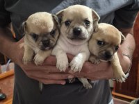 Chihuahua 1 aylık yavrularımız