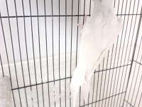 Dişi Albino Sultan Papağanı