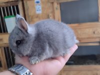 Hollanda cüce tavşanı (netharlend dwarf)