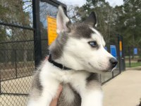 Sibirya Kurdu Yavru Köpekleri