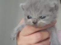 Yeni Doğmuş Yavru Kediler