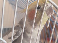 2 yaşında erkek sultan papağanı acil