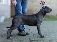 Şecereli Full Aşılı Cane Corso Yavruları