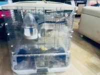 Hagen Vision Ve Çift Japones Muhabbet Kuşlar