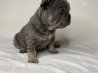 French Bulldog Köpekleri