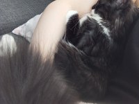 Maine Coon Kedimizi Sahiplendiriyoruz