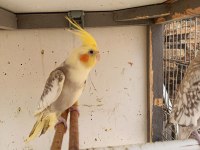 1 Erkek Yavru Sultan Papağanı