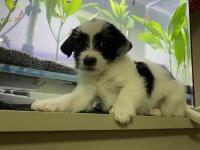 Maltipoo Ve Dachshund Melezi Yavru Bebekler