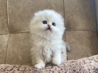 Irk Garantili Scottish Fold Longhair Silver Bebeğimiz