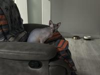 Yurtdışına Taşınacağım İçin Sfenks Kedimi Sahiplendiriyorum