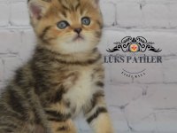 Dikkat Çekici Güzelliğiyle Black Golden British Shorthair