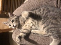 Kedi 4-5 Aylık Kız Yavrumuz