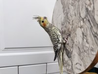 Sultan Papağanlarımız Sahiplendirilecek