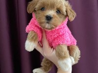 Sevimli maltipoo köpekleri