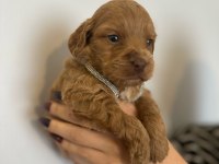 Bal gibi maltipoo bebekleri