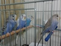 Ele Alışık Yavru Muhabbet Kuşları