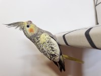 Sultan Papağanı Sahiplendirilecek Kuşlar