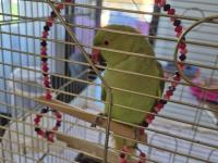 Yarı Evcil Pakistan Papağanım