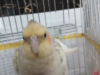 Eğitimli Sultan Papağanı