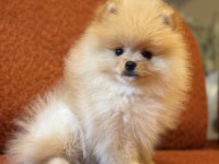Üst düzey ayı surat erkek pomeranian boo