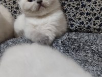Erkek Ve Dişi Blue Point British Shorthair Bebekler
