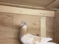 Takım Takım Mardin Güvercin