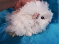 Yavru 5 aylık ginepig
