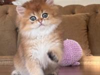 Safkan British Longhair Ny11 Erkek