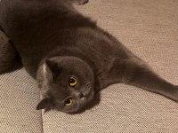 Kısır british shorthair ev kedisi