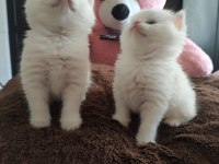 Golden Point Safkan British Shorthair Bebekler