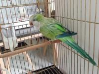 Yüksek Mutasyon Monk Papağanı